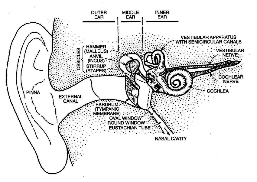 850x602 Human Ear Showing The Outer, Middle And Inner Ear Regions - Inner Ear Drawing