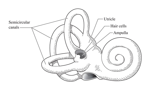640x384 Kristin Mount Illustration - Inner Ear Drawing