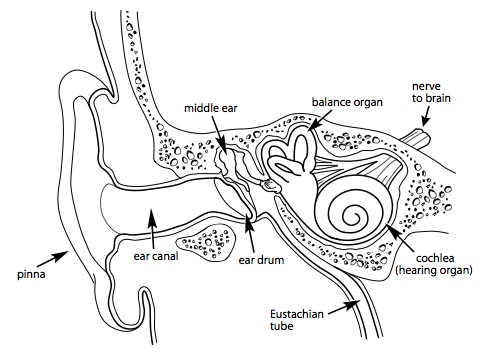 491x356 Middle Ear Problems - Inner Ear Drawing
