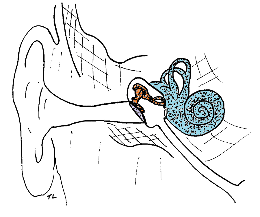 900x750 Middle Ear And Cochlea - Inner Ear Drawing