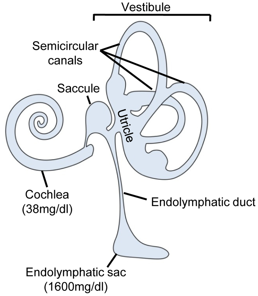 850x974 Schematic Drawing Of The Inner Ear The Inner Ear Consists - Inner Ear Drawing