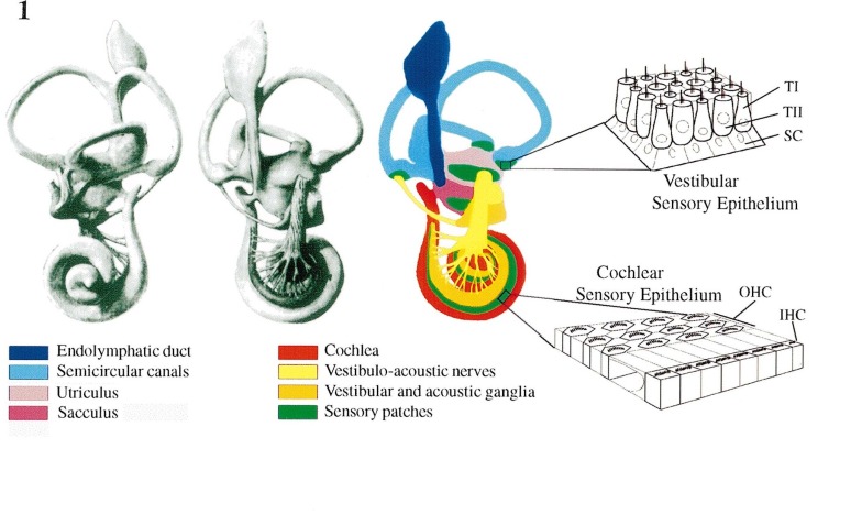 774x467 The Development Of The Vertebrate Inner Ear - Inner Ear Drawing