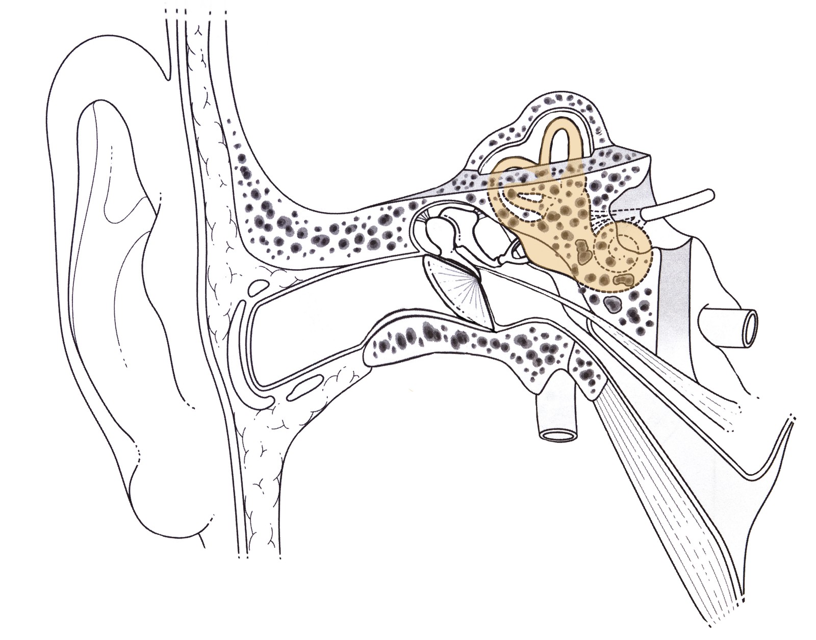 1600x1255 Under - Inner Ear Drawing