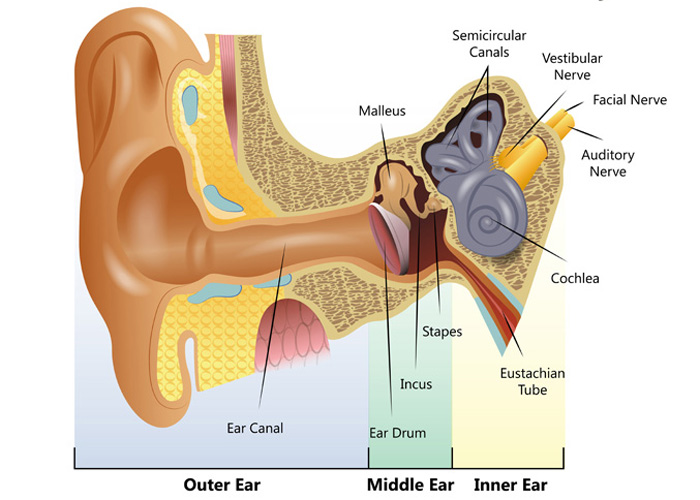 700x500 Understanding How The Ear Works - Inner Ear Drawing