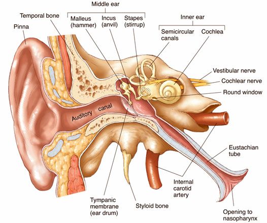 526x440 Anatomy Of The Ear Ear Anatomy Drawing Sketch Image Illustration - Inner Ear Drawing