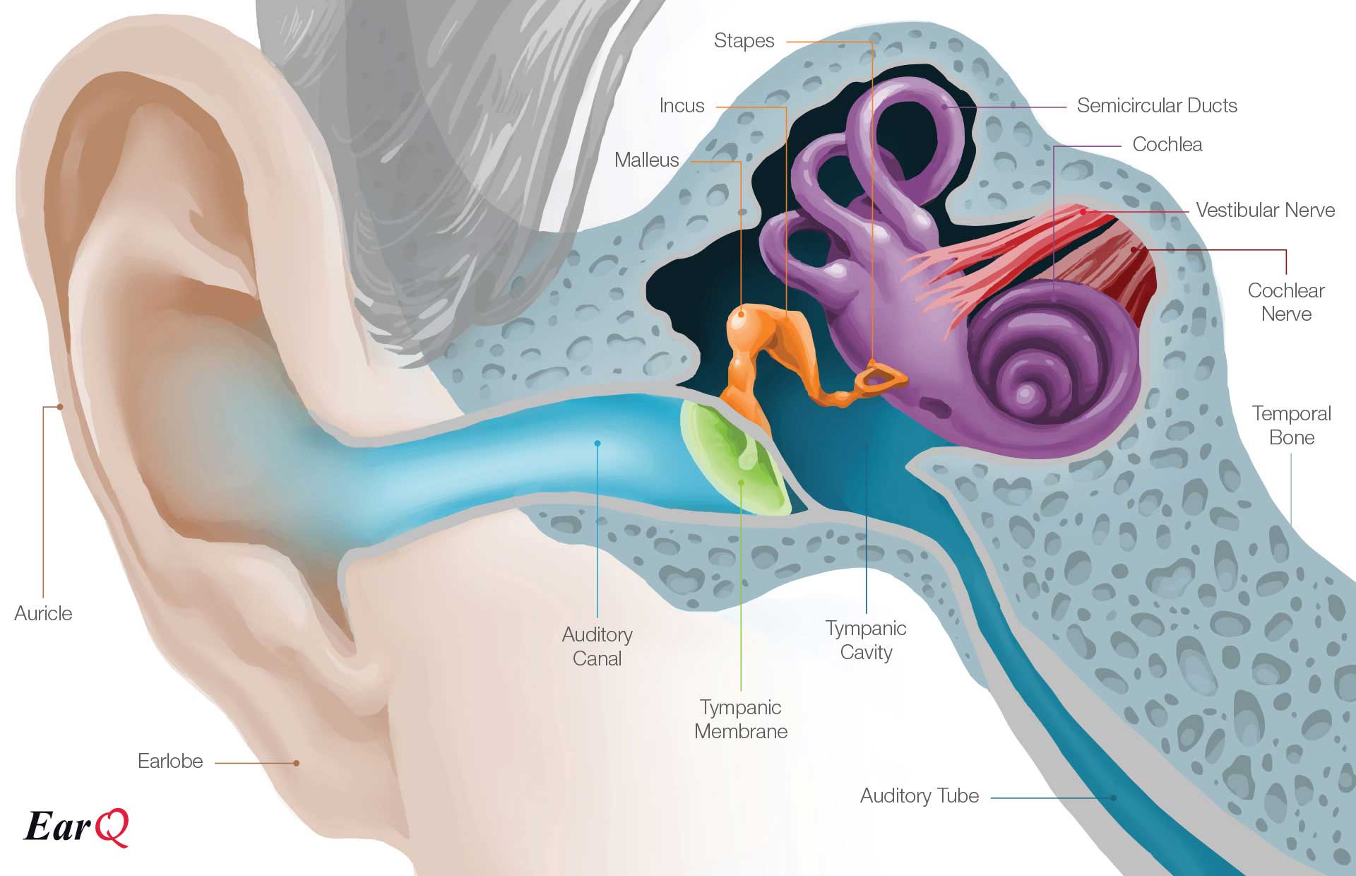 1920x1240 Anatomy Of The Ear Inner Ear Middle Ear Outer Ear - Inner Ear Drawing