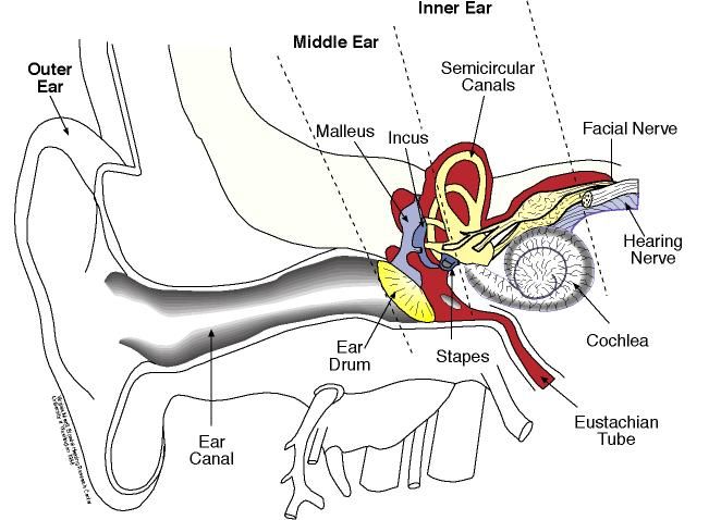 651x478 Diagram Of The Middle Ear Abc Fast Pins Ear Diagram, Ear - Inner Ear Drawing