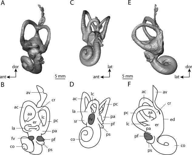 633x512 Digital Endocast And Labeled Line Drawing Of Bony Labyrinth - Inner Ear Drawing