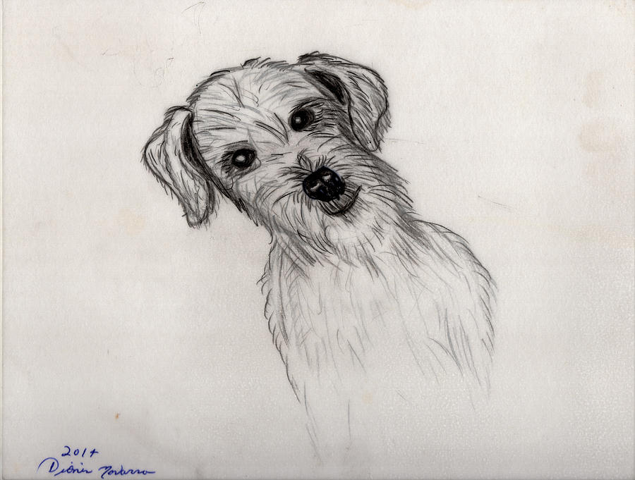 900x681 Innocent Puppy Drawing - Innocent Drawing