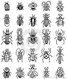 Insect Drawing
