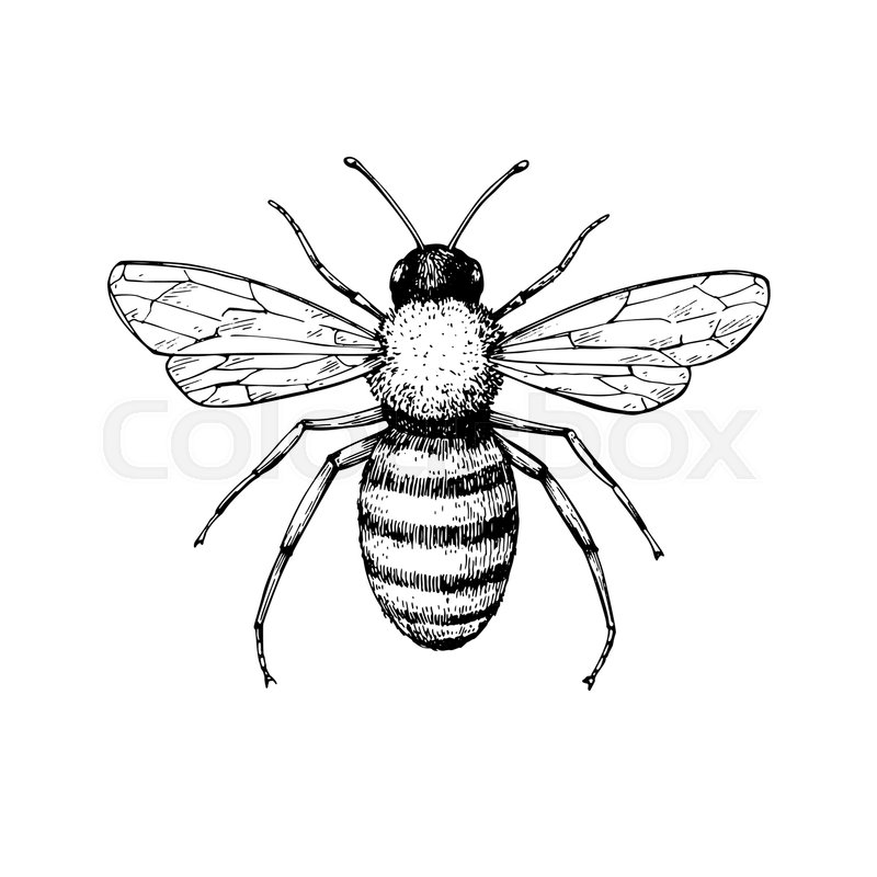 800x800 Honey Bee Vintage Vector Drawing Hand Stock Vector Colourbox - Insect Drawing