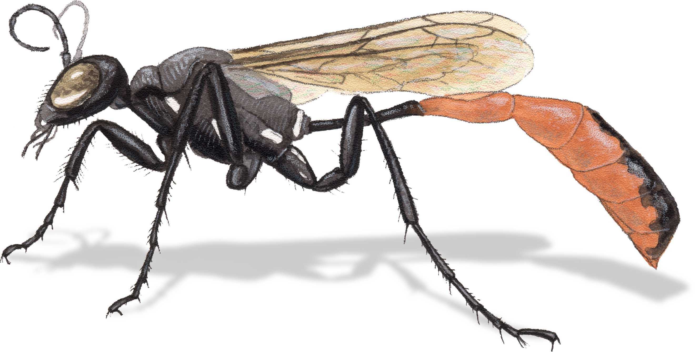 2641x1339 How To Draw Insects Understanding And Drawing The Legs - Insect Drawing