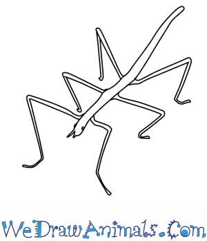 stick insect drawing