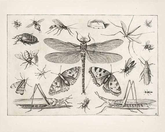 570x456 insect collage drawing fine art print of a vintage natural etsy - Insect Drawing