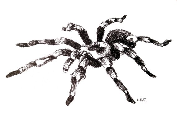 570x366 insect printsspider prints tarantula printsoriginal drawing etsy - Insect Drawing