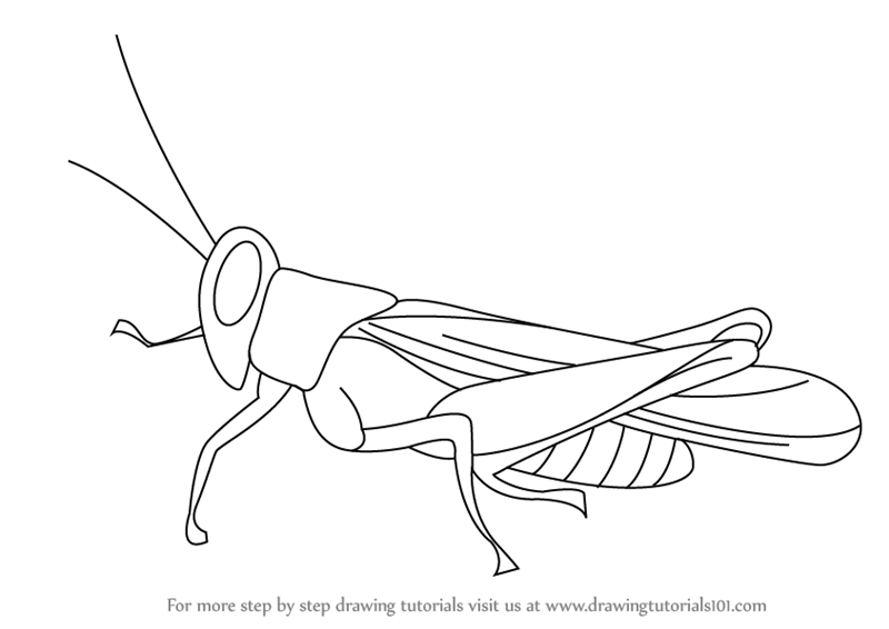 Insect Drawing at PaintingValley.com | Explore collection of Insect Drawing