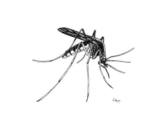 570x405 mosquito original drawing drawings of bugs insect art etsy - Insect Drawing