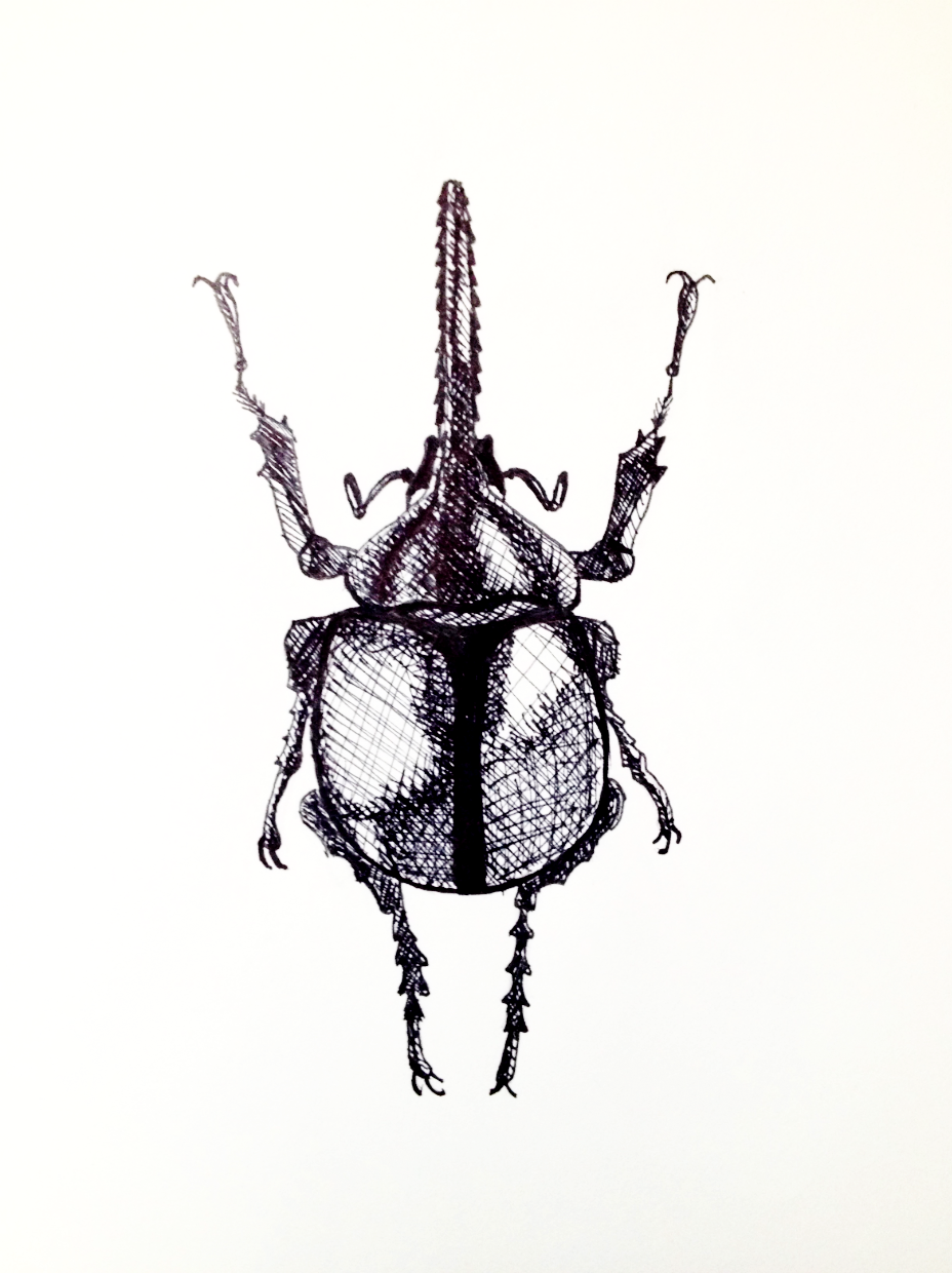 928x1240 quinn lysek art insect drawing - Insect Drawing