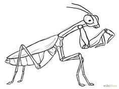 236x177 Bug Line Drawing Line Drawings Printables - Insect Drawing