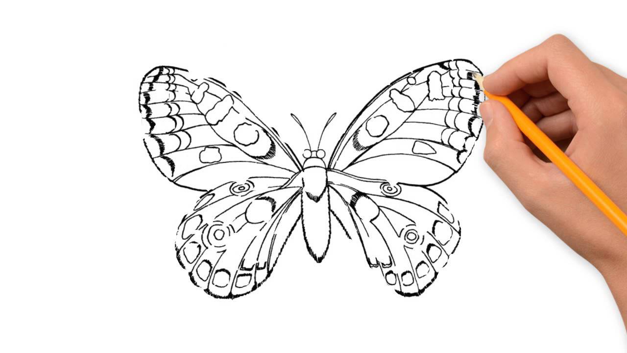 1280x720 Insects Animals Pencil To Draw Step - Insect Drawing