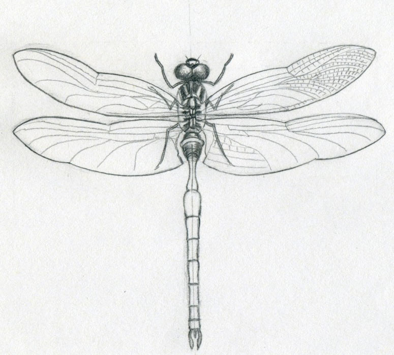 775x700 Dragonfly Drawings - Insect Drawing