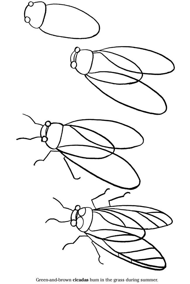 650x970 how to draw a cicada drawing ideas drawings, learn to draw - Insect Drawing For Kids