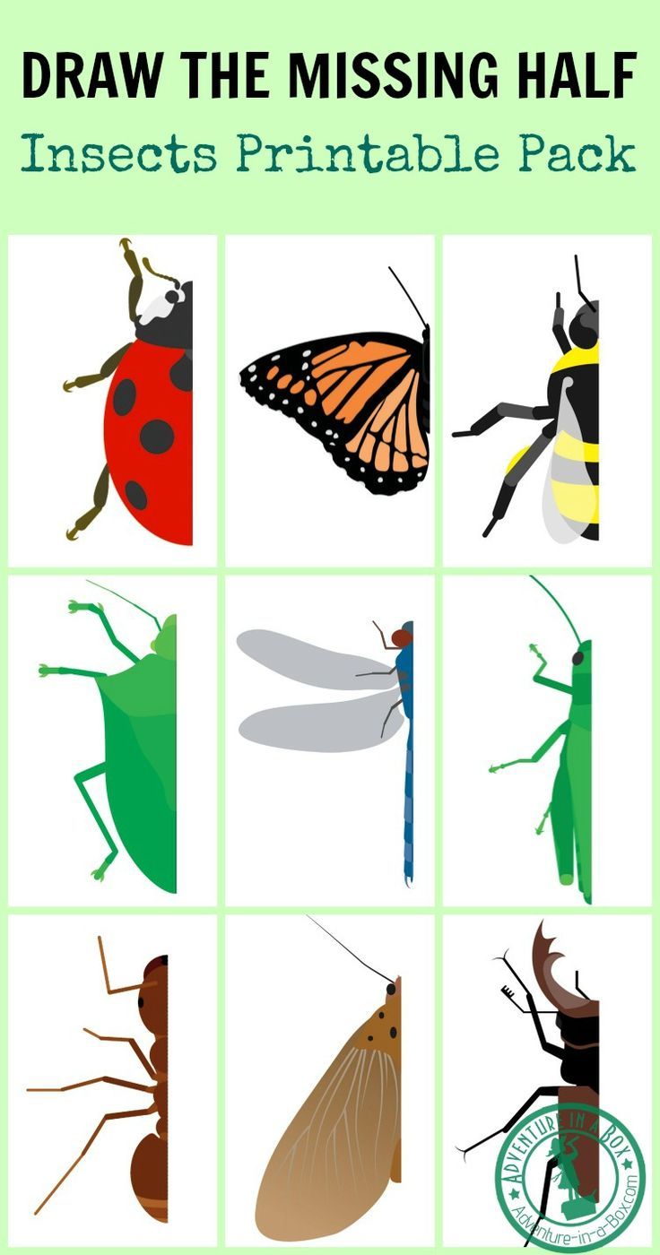736x1400 draw the missing half insects kiddos insect activities - Insect Drawing For Kids