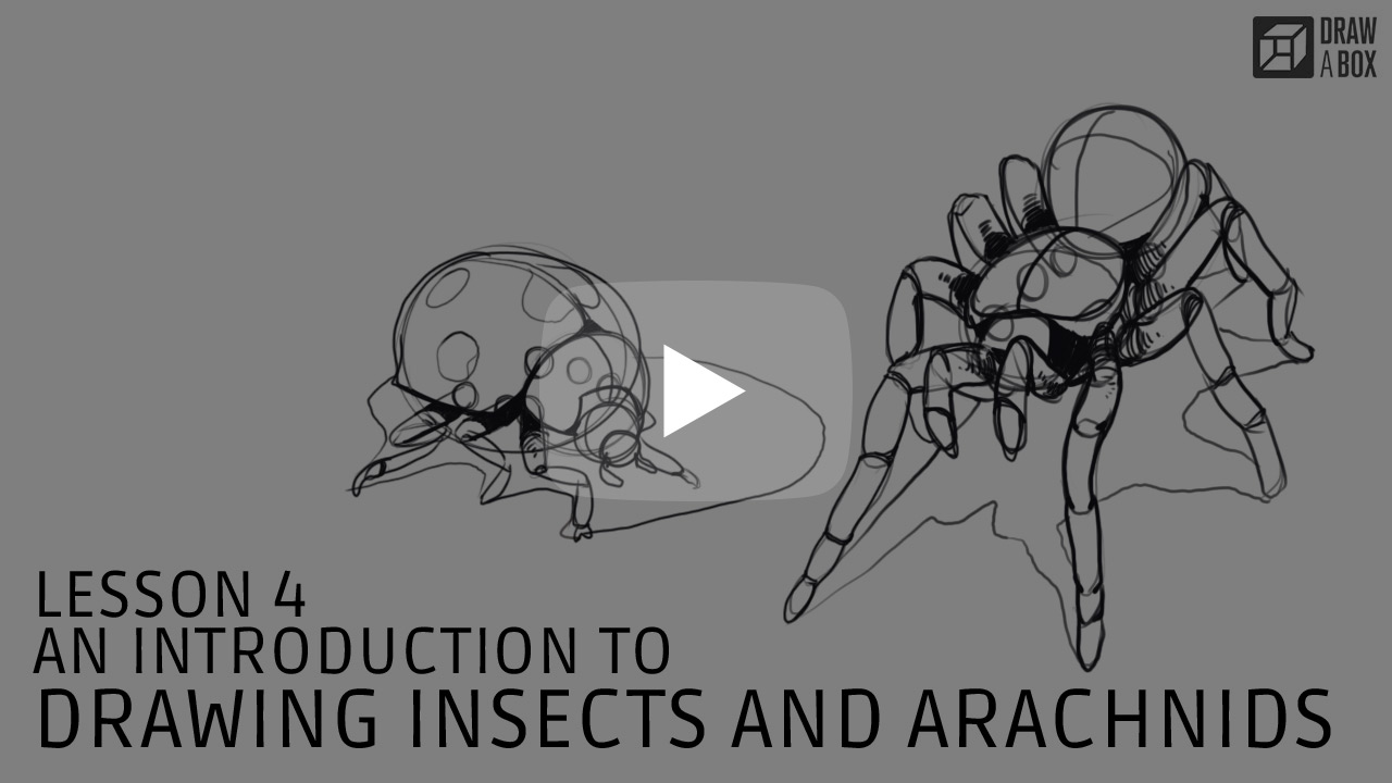 1280x720 part two constructional drawing lesson - Insect Line Drawing