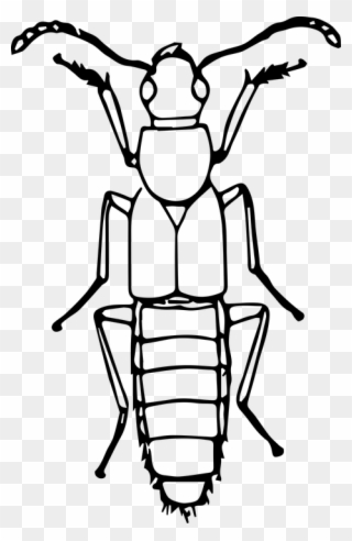 320x492 easy to draw cricket clipart drawing insect clip art - Insect Line Drawing
