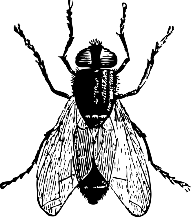 Insect Line Drawing at Explore collection of