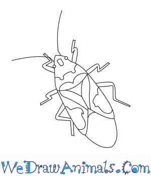 300x350 how to draw a harlequin bug - Insect Line Drawing