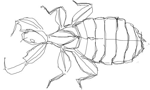 500x303 how to draw a leaf insect - Insect Line Drawing