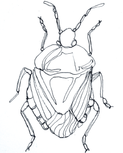 Insect Line Drawing at PaintingValley.com | Explore collection of ...