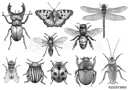 500x354 insect illustration, drawing, engraving, ink, line art, vector - Insect Line Drawing