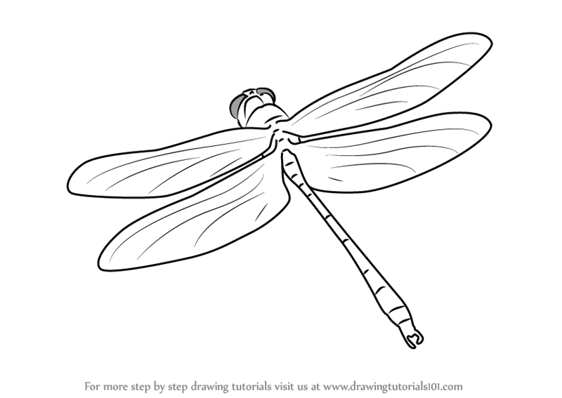 Insect Line Drawing at Explore collection of
