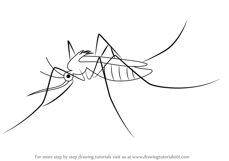 800x563 learn how to draw a mosquito - Insect Line Drawing