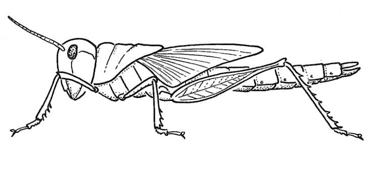 730x342 biological drawings insects locust fifth instar biology - Insect Line Drawing