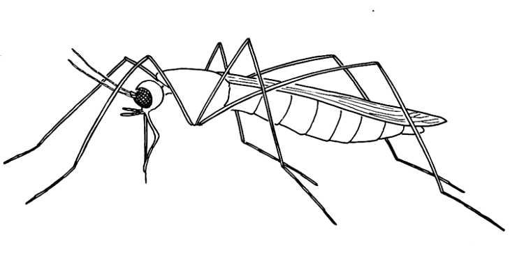 730x379 biological drawings insects mosquito feeding biology teaching - Insect Line Drawing