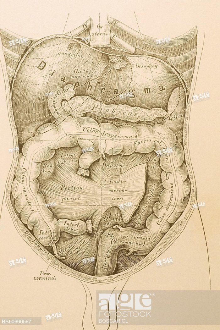 700x1050 Intestine, Drawingltbrgtthe Wall Of The Intestines Is Composed - Intestines Drawing