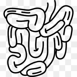 260x260 Intestine Png - Intestines Drawing