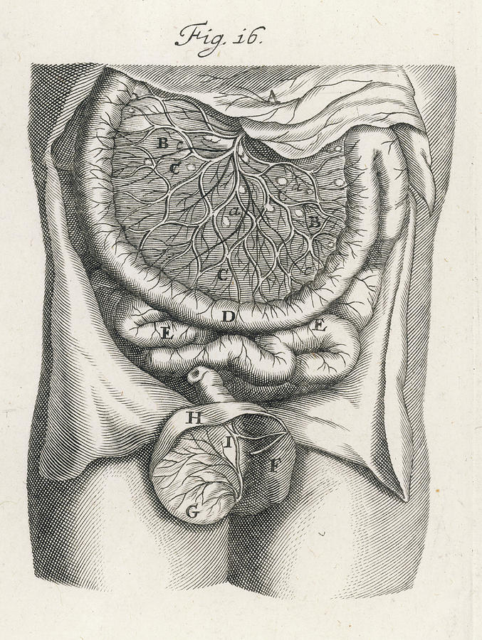 677x900 intestines a fine engraving of the gut drawing - Intestines Drawing