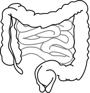 291x299 Intestines Clip Art - Intestines Drawing