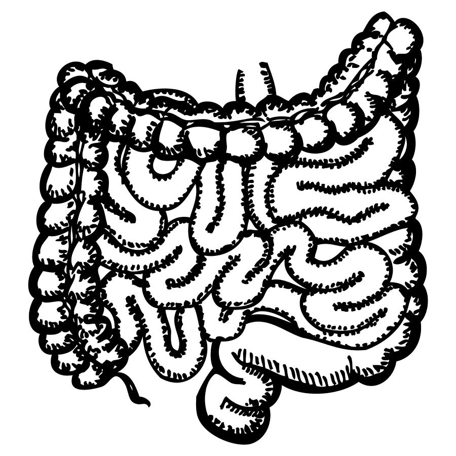 Рисунок кишечника человека