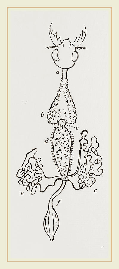 399x900 Intestines Of Cicindela Campestris Drawing - Intestines Drawing