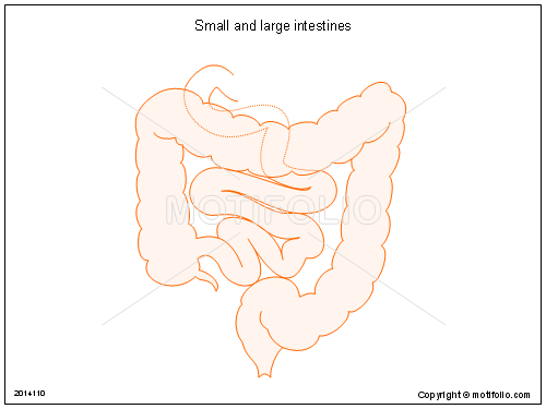 500x375 Small And Large Intestines Illustrations - Intestines Drawing