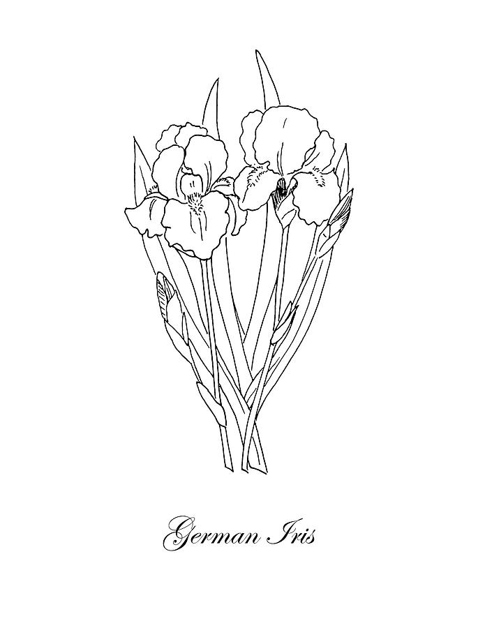 695x900 german iris botanical drawing - Iris Botanical Drawing