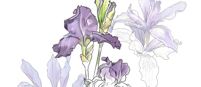700x304 iris - Iris Botanical Drawing