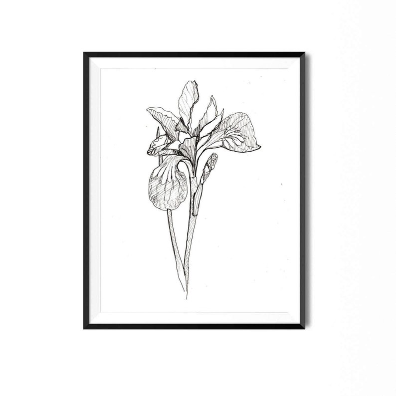 794x794 iris print flower art botanical illustration wall art pen etsy - Iris Botanical Drawing