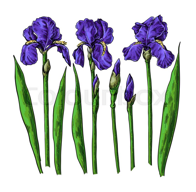 800x785 iris flower and leaves drawing vector stock vector colourbox - Iris Botanical Drawing
