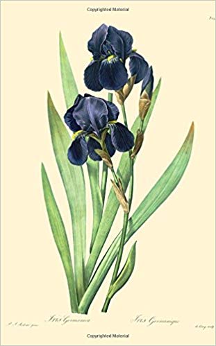 311x499 Irise Notebook Page, Lined Journal With Botanical - Iris Botanical Drawing
